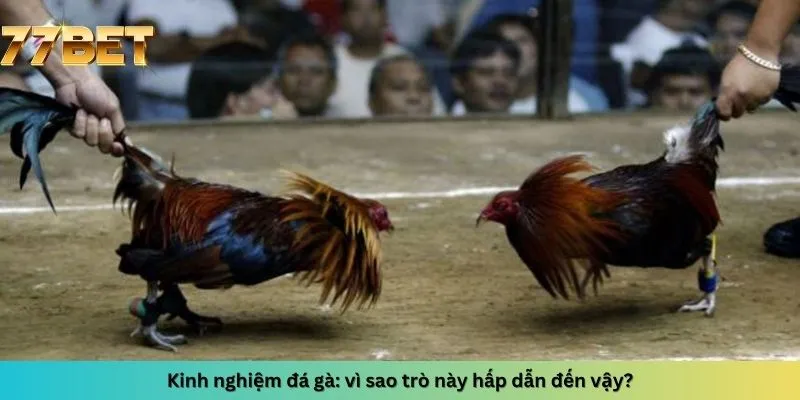 Kinh Nghiệm Đánh Xì Dách 6 Lý do hấp dẫn