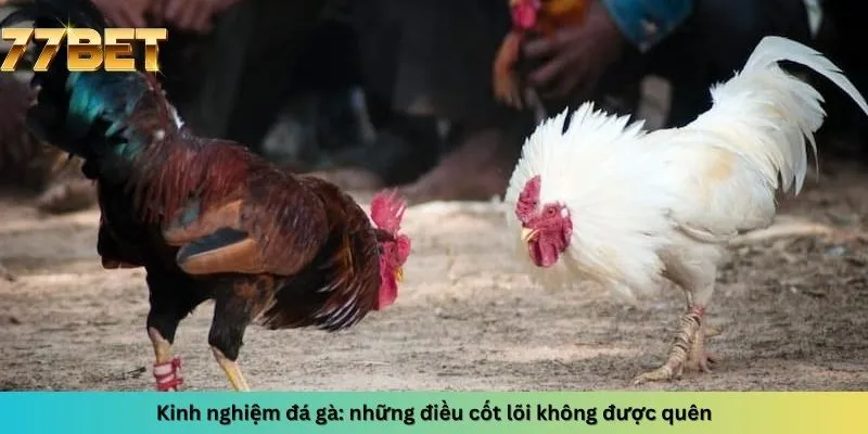 Kinh Nghiệm Đánh Xì Dách 7 Những điều cốt lõi