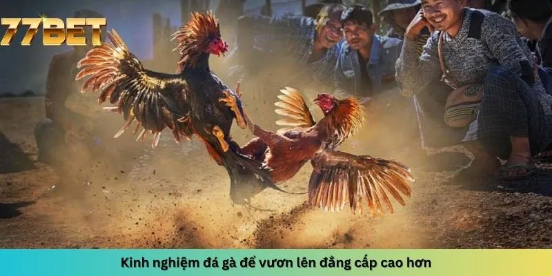 Kinh Nghiệm Đánh Xì Dách 5 Vươn lên đẳng cấp cao hơn