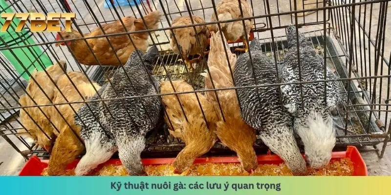 Các lưu ý quan trọng
