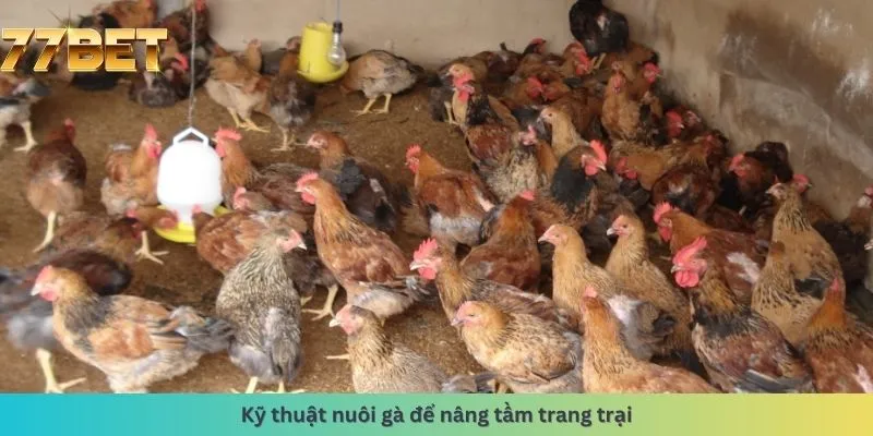 Kỹ thuật nuôi gà để nâng tầm