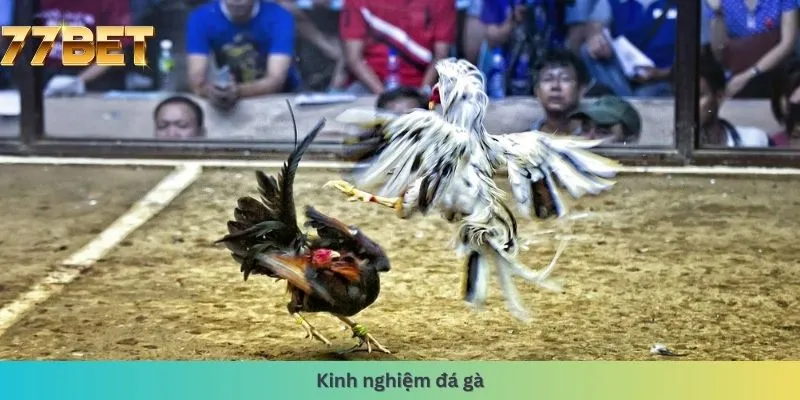 kinh nghiệm đá gà