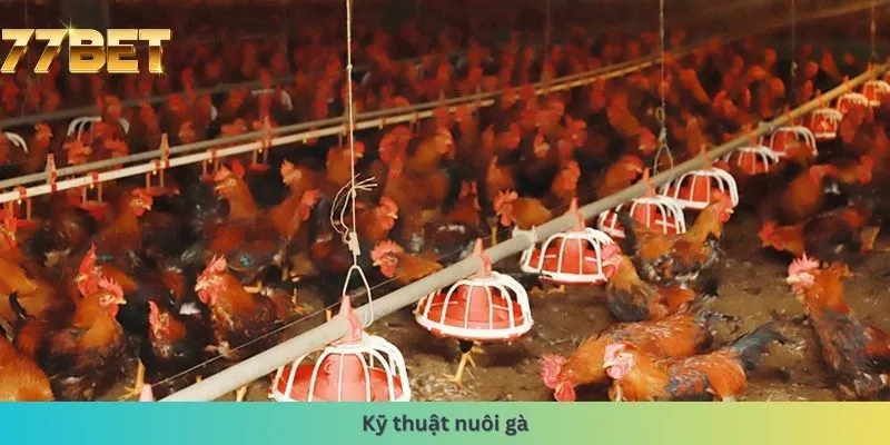 kỹ thuật nuôi gà