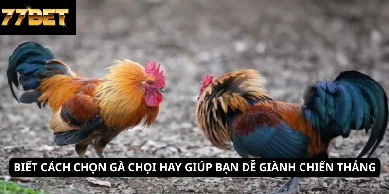 Kinh Nghiệm Đánh Xì Dách 5 Biết cách chọn gà chọi hay giúp bạn dễ giành chiến thắng