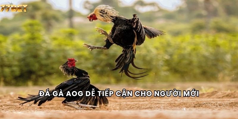 Đá Gà AOG 5 Đá gà AOG dễ tiếp cận cho người mới