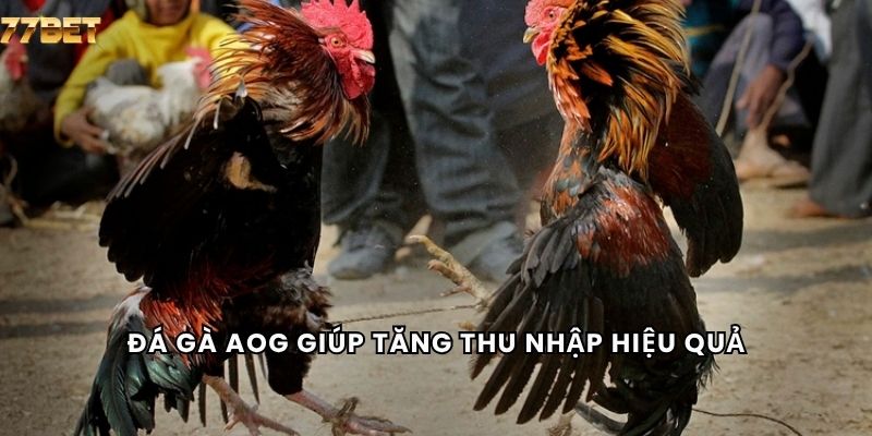 Đá Gà AOG 6 Đá gà AOG giúp tăng thu nhập hiệu quả