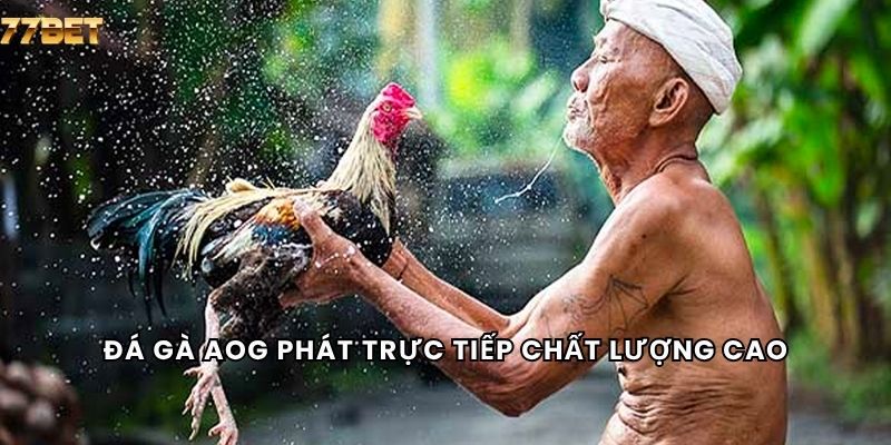 Đá Gà AOG 4 Đá gà AOG phát trực tiếp chất lượng cao