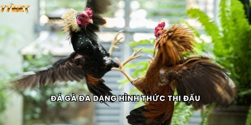 Đá Gà 5 Đá gà đa dạng hình thức thi đấu