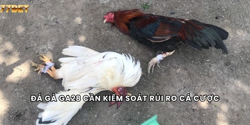 Đá Gà GA28 6 Đá gà GA28 cần kiểm soát rủi ro cá cược