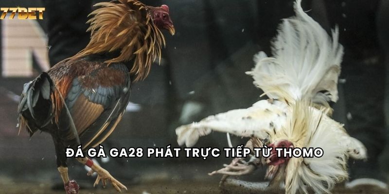 Đá Gà GA28 4 Đá gà GA28 phát trực tiếp từ Thomo