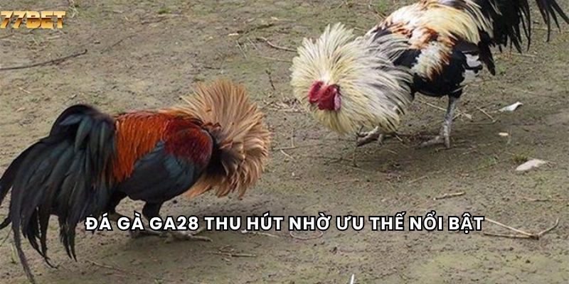 Đá Gà GA28 5 Đá gà GA28 thu hút nhờ ưu thế nổi bật