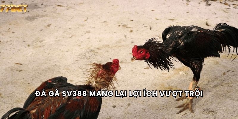 Đá Gà Sv388 5 Đá gà sv388 mang lại lợi ích vượt trội