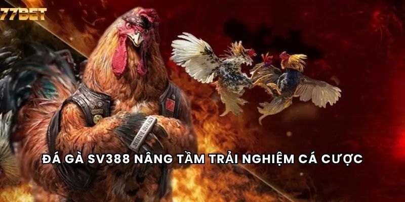 Đá Gà Sv388 6 Đá gà sv388 nâng tầm trải nghiệm cá cược