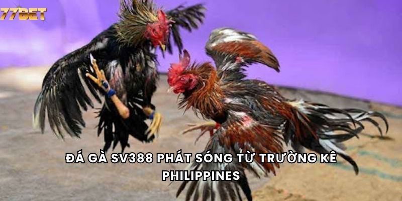 Đá Gà Sv388 4 Đá gà sv388 phát sóng từ trường kê Philippines