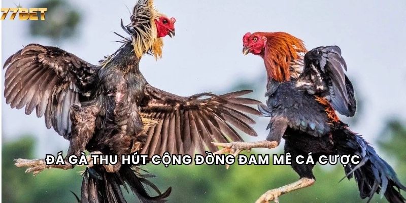 Đá Gà 4 Đá gà thu hút cộng đồng đam mê cá cược