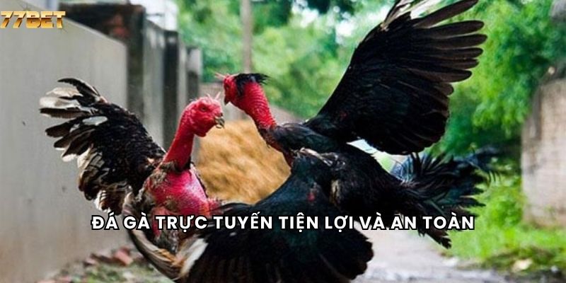 Đá Gà 6 Đá gà trực tuyến tiện lợi và an toàn