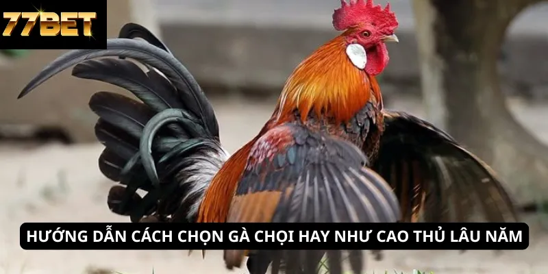Kinh Nghiệm Đánh Xì Dách 6 Hướng dẫn cách chọn gà chọi hay như cao thủ lâu năm