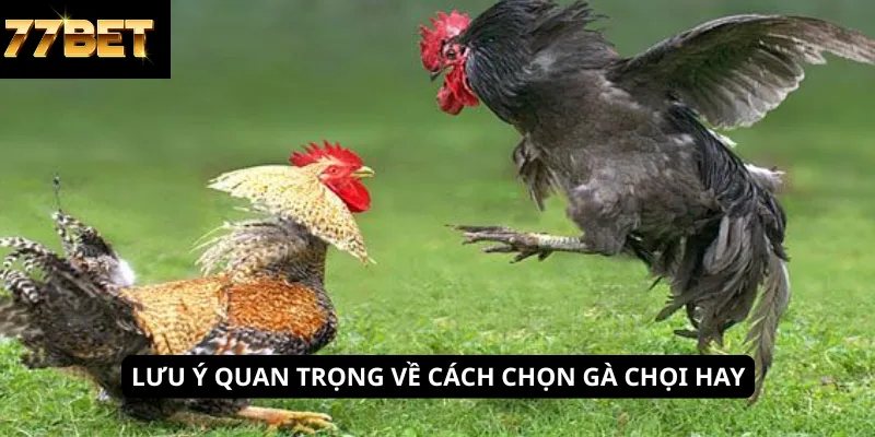 Kinh Nghiệm Đánh Xì Dách 7 Lưu ý quan trọng về cách chọn gà chọi hay